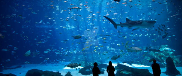 Georgia Aquarium