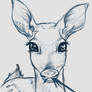 Deer Fawn - Sketch