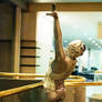 Biomechanoid in Gold V