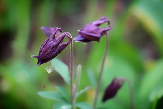 Unique Flower