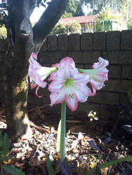 Pink and White flower