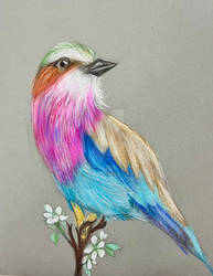 Deviantart Bird Designs Delta-Bird - Hobbyist, Digital Artist | DeviantArt