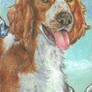 Welsh springer spaniel