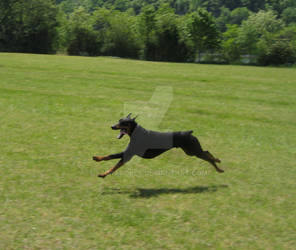 Fun at the park