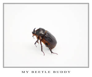 My Beetle Buddy