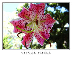 Visual Smell