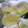 Nature under the ice