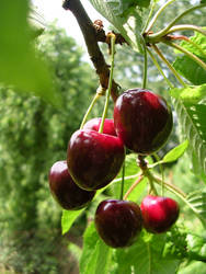 cherries