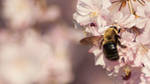 Bumblebee #2 by youcanridemytardis
