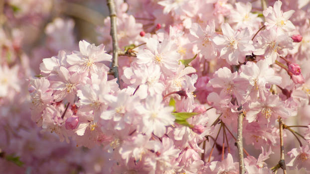 Cherry Blossom #6