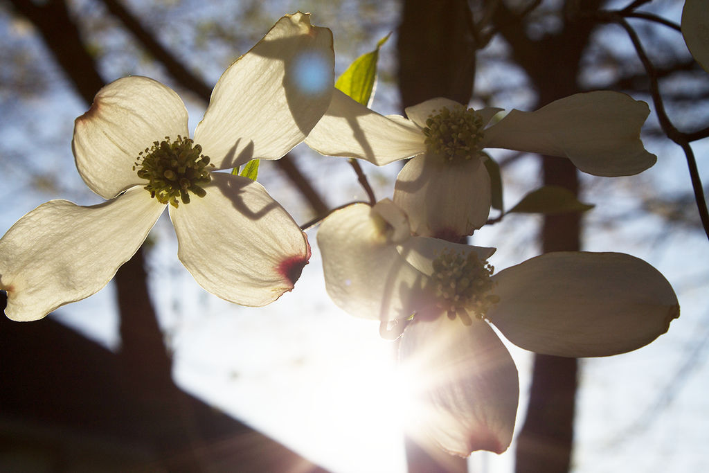 Dogwoods