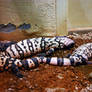 gila monster