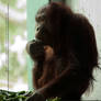 bornean orangutan