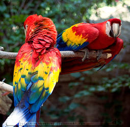 scarlet macaws