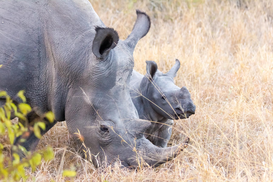 Maternal instinct