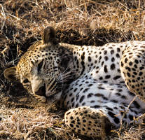 Sleepy leopard