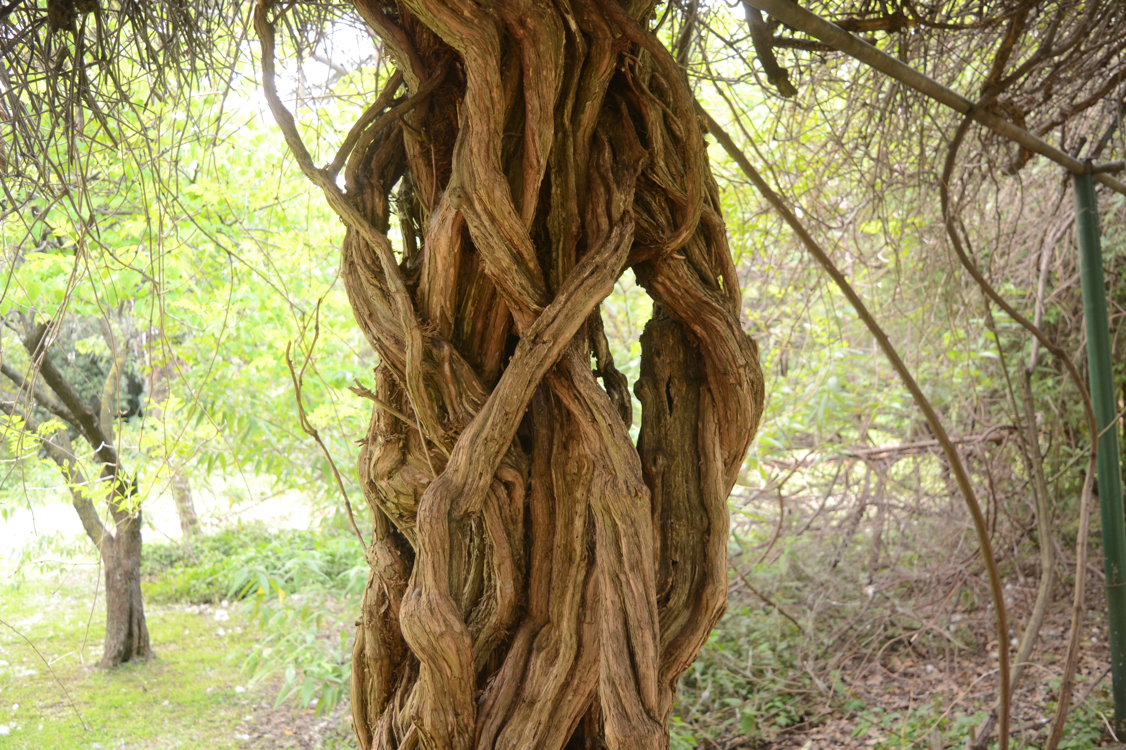 Cool Tree Trunk