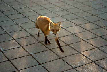 fox in a parc