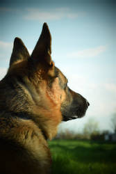 Portrait of german shepherd