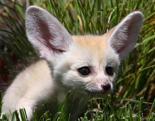 Baby Fennec Fox