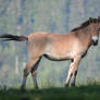 Przewalski's horse