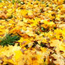 Fallen yellow maple leaves