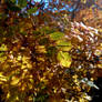 Autumn bush