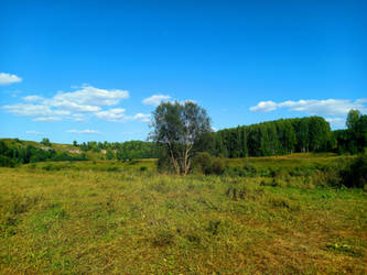 Trees in the field