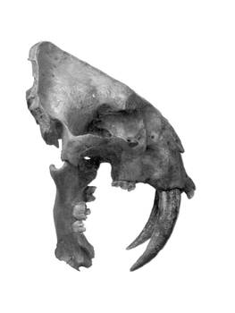 Smilodont,