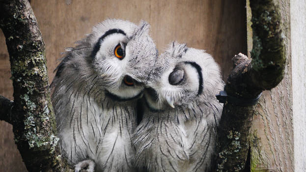 Owl Love.