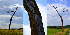 Dead Tree Series 1.0