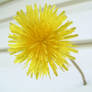 Dandelion 3