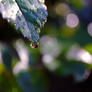 peaceful water drop