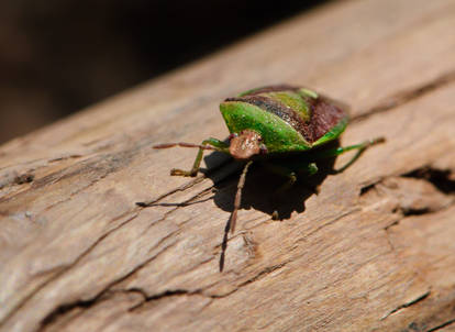 Green Beetle