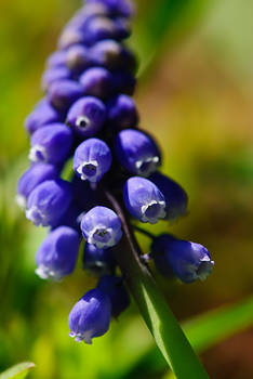 Blue Bells