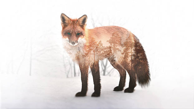 Double Exposure Fox (Wallpaper)