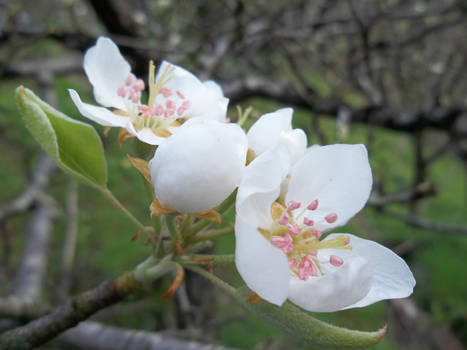 Flor de peral 2