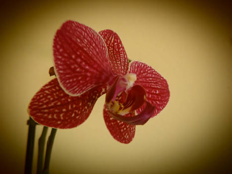 Orquidea 2