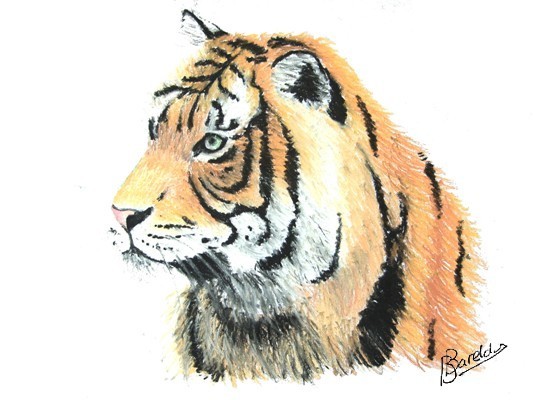 Sumatran tiger