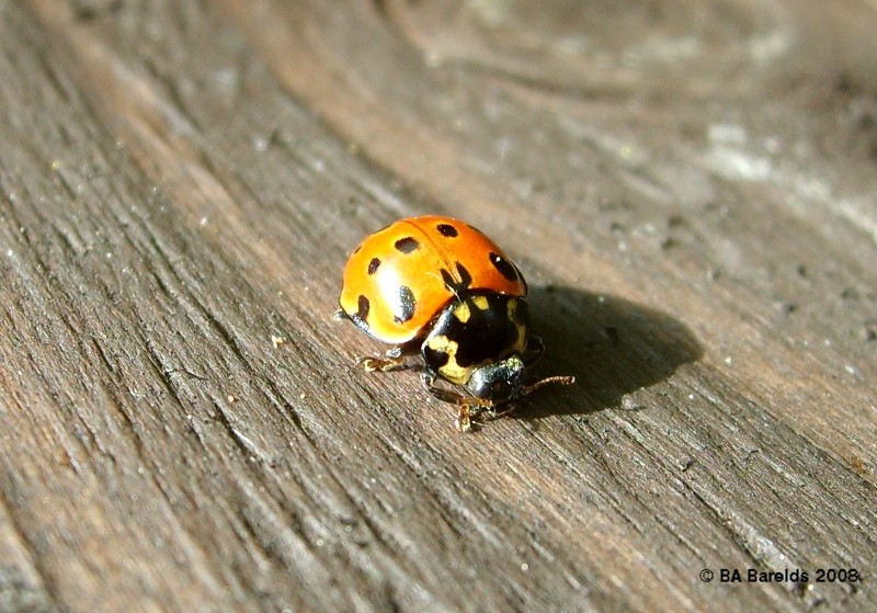 Ladybird