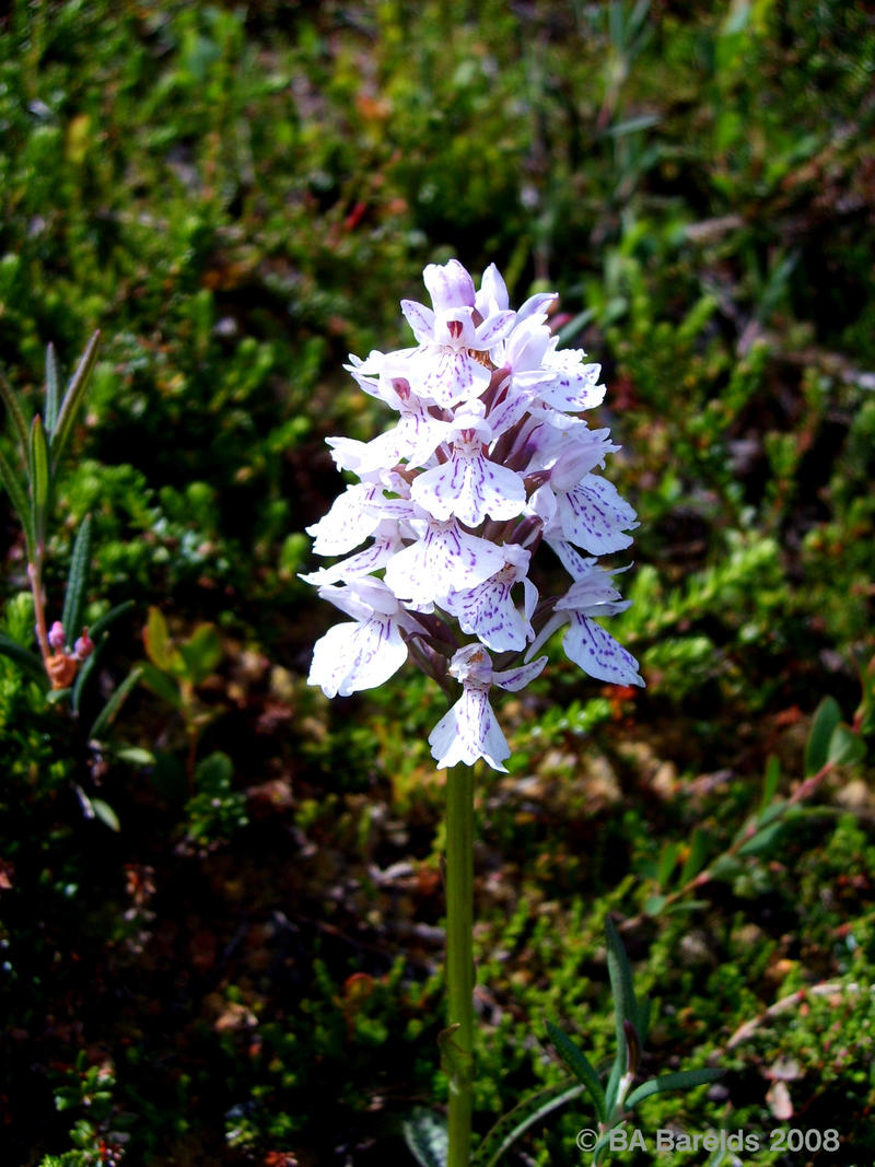 Dactylorhiza maculata