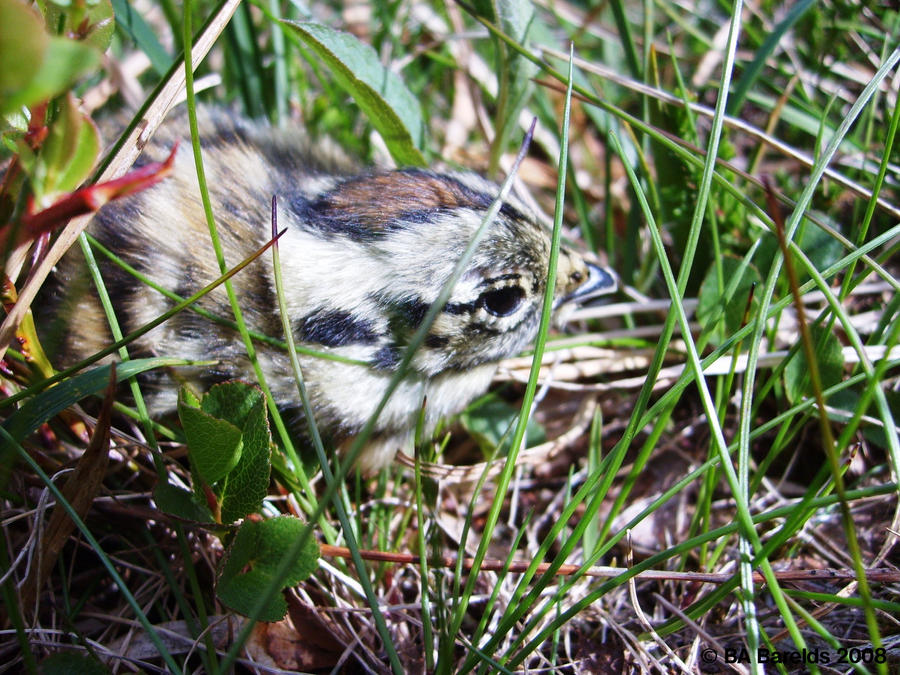 Willow grouse hatchling