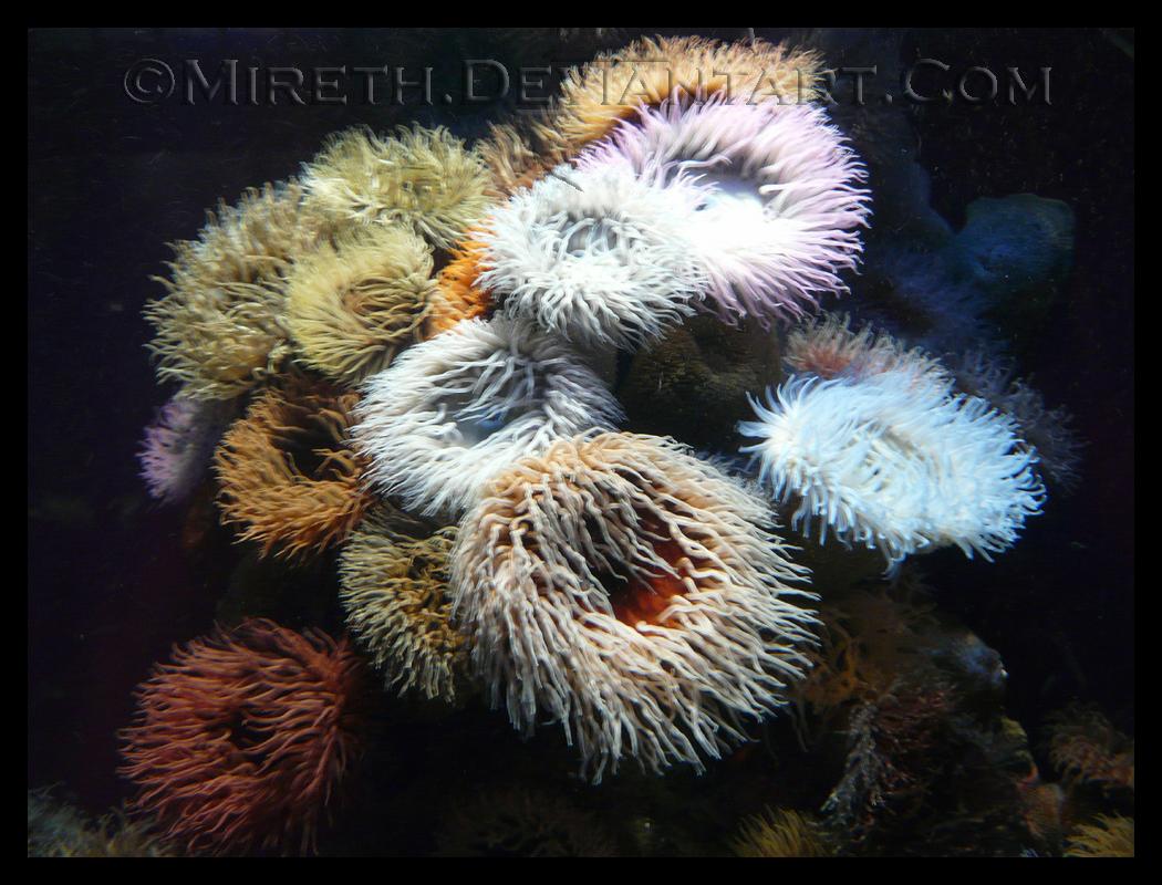 Forest of Anemones