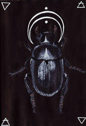 Scarab