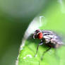 tiny fly guy