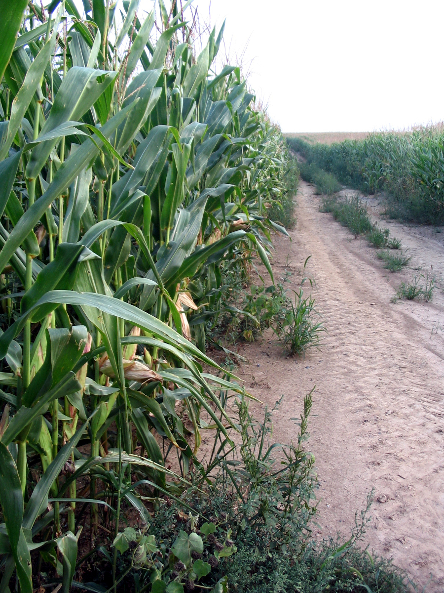 Field of Dreams