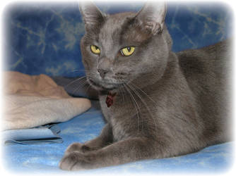 Russian Blue Luna