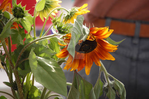 Farmers Market Sunflower