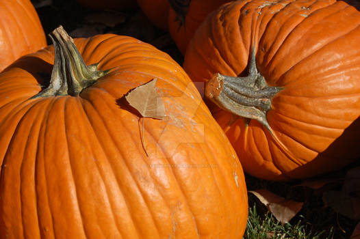 Fall Pumpkins