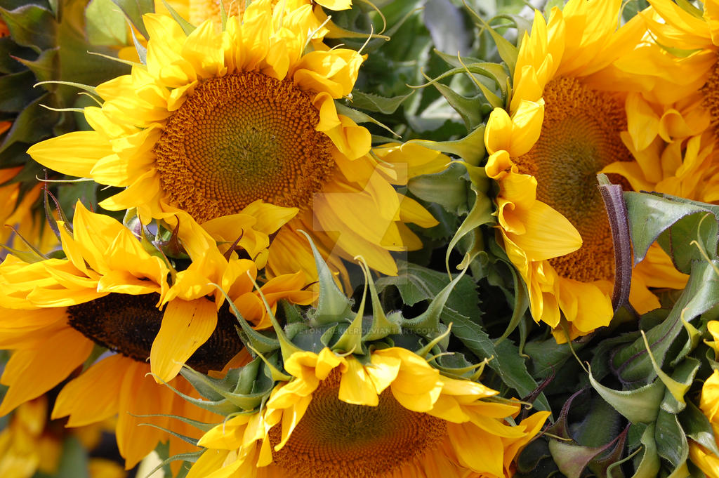 Sunflowers
